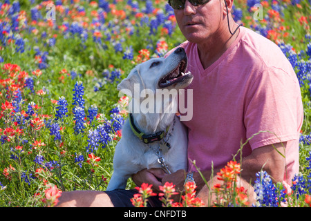 La prima uscita di Labrador Puppy Bluebonnet e Wildflowers all'Old Baylor College state Park di Independence, Texas. Foto Stock