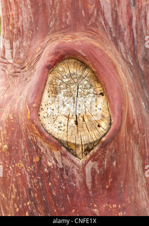 Immagine ravvicinata di corteccia sul tronco di albero con resti di filiale Foto Stock
