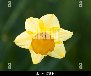 Unico daffodil giallo illuminato da dietro con fuori fuoco sfondo verde Foto Stock