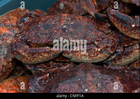 Granchi freschi giusto fuori la barca da pesca pronti per essere consegnati ai commercianti locali. Santa Barbara Harbour, California, U.S.A. Foto Stock