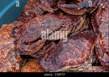 Granchi freschi giusto fuori la barca da pesca pronti per essere consegnati ai commercianti locali. Santa Barbara Harbour, California, U.S.A. Foto Stock