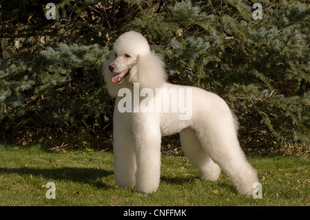 Barboncino francese in piedi in erba Foto Stock