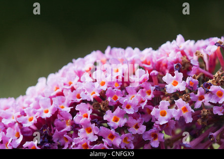 Fiori di colore rosa di Estate lilla (Buddleja davidii) Foto Stock