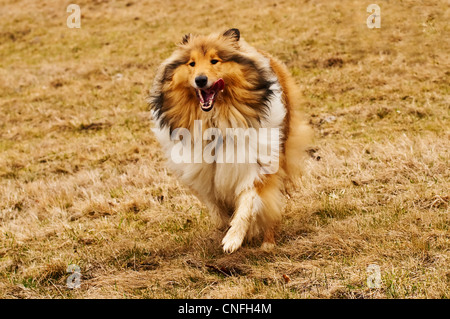 Collie in esecuzione Foto Stock