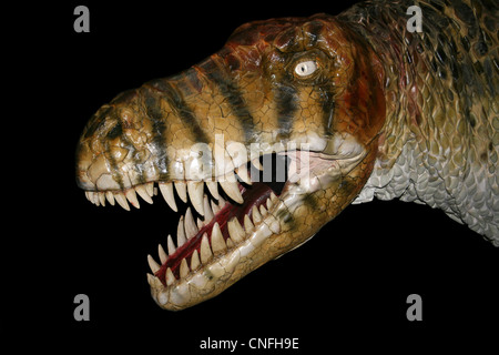Modello T-rex Foto Stock