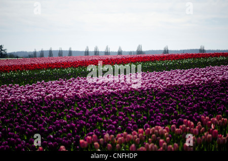 Campo di rosso, purle, rosa, i tulipani in piena fioritura Foto Stock