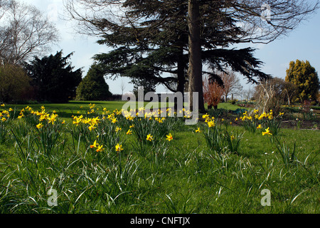 NARCISI CHE CRESCONO IN UN PRATO PRIMAVERILE A RHS HYDE HALL. ESSEX UK. Foto Stock