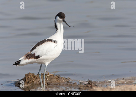 Pied Avocetta Recurvirostra avosetta adulto permanente sulla battigia Foto Stock