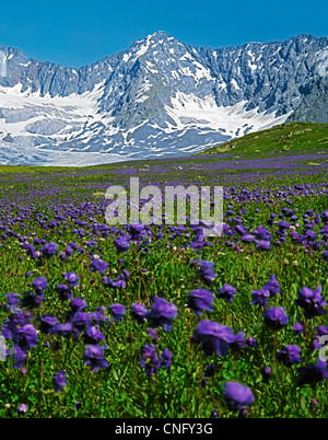 Fiori alpini Aquilegia vulgaris Berel vicino ghiacciaio. Montagne di Altai vicino a Mt di Belukha Orientale, Kazakistan Foto Stock