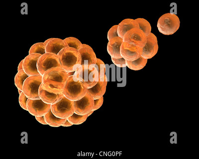 Le cellule staminali divisione grafica del computer Foto Stock