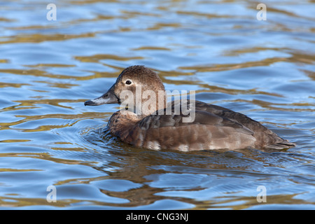 Common Pochard Aythya ferina femmina adulta nuoto Foto Stock