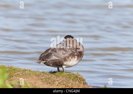 Common Pochard Aythya ferina femmina adulta su banca preening Foto Stock