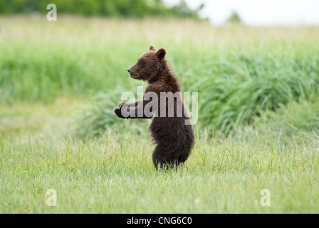 Brown Bear Cub ritti in tall sedge erba, Kukak Bay, Katmai NP costa, Alaska Foto Stock