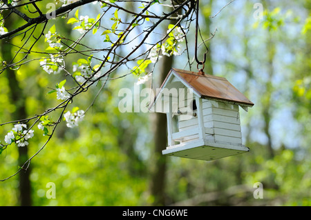 White Bird house con tetto in rame appesi da ciliegio in primavera. Foto Stock