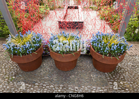 Holland Lisse, Keukenhof, Muscari e Acorus gramineus Ogon "' in pentola Foto Stock