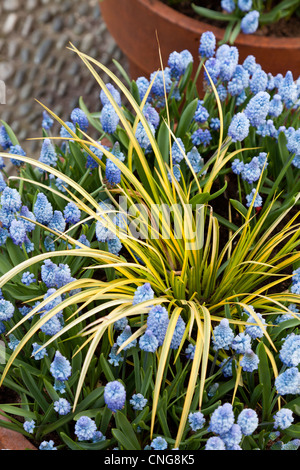 Holland Lisse, Keukenhof, Muscari e Acorus gramineus Ogon "' in pentola Foto Stock