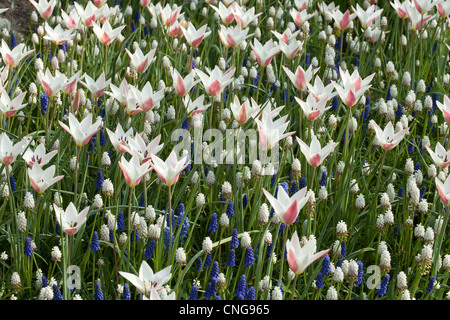 I tulipani 'Lady Jane' e di mosti di uve o di Giacinto muscaris "bellezza bianco". Foto Stock