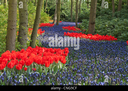 Paesi Bassi Lisse, Keukenhof, fiume di Muscari latifolia o uva Giacinto circondato da tulipani "Rob Verlinden'. Foto Stock
