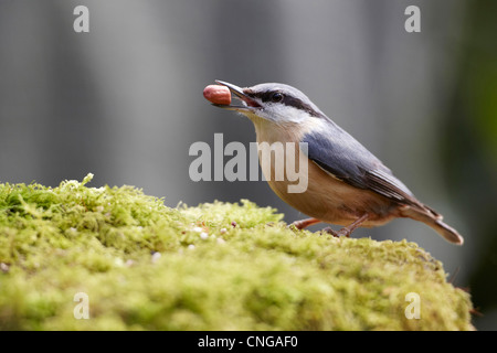 Picchio muratore, Sitta europaea, alimentando sulle partite di arachidi, Cumbria, Regno Unito Foto Stock