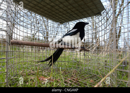 Gazza, Pica pica, in una trappola di Larsen, utilizzato come esca per attirare altri uccelli, Cumbria, Regno Unito Foto Stock