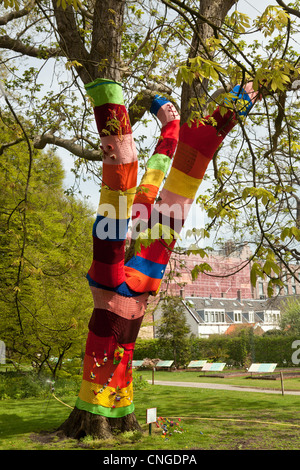 Holland, Leyden, Hortus Botanicus, Giapponese noce (juglans ailantifolia) Vestiti di lana. Foto Stock