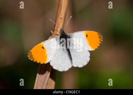 Punta arancione Anthocaris cardamines maschio adulto con ali aperte Foto Stock