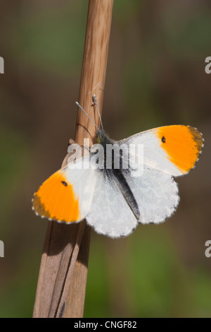 Punta arancione Anthocaris cardamines maschio a riposo su un gambo morto con alette aperte Foto Stock