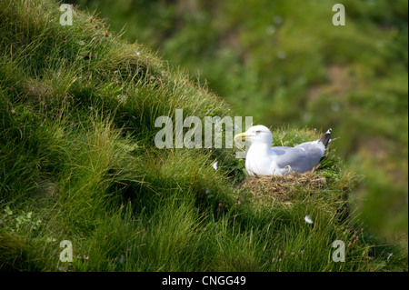 Aringa Gabbiano, Larus argentatus, nesting sulla scogliera. East Yorkshire, Regno Unito. Foto Stock