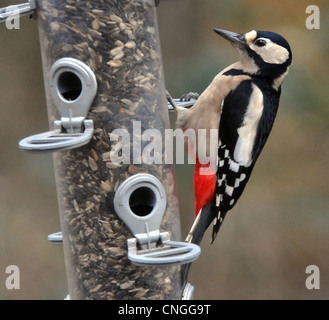 Picchio rosso su un alimentatore di sementi a Ringwood, HAMPSHIRE Foto Stock