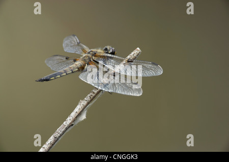 Quattro-spotted chaser dragonfly, Libellula quadrimaculata, poggiante su ramoscello. Berkshire, Regno Unito. Foto Stock