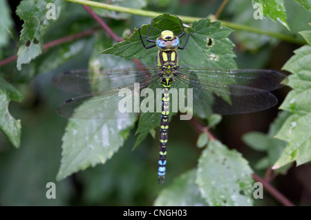 Southern Hawker dragonfly, Aeshna cyanea, in appoggio sulla lamina. Berkshire, Regno Unito Foto Stock