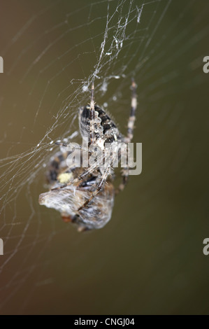 Giardino Spider, Araneus diadematus, mangiare wasp catturati nel centro del web. Berkshire, Regno Unito. Foto Stock