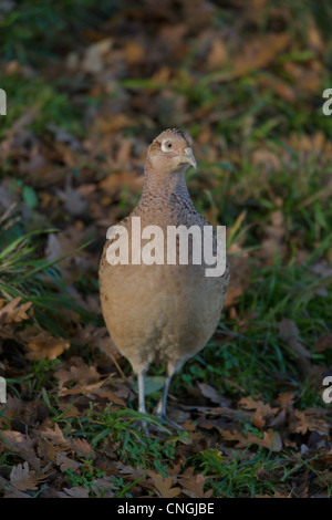 Fagiano femmina, Phasianus colchicus avanzamento sul terreno. Oxfordshire, Regno Unito Foto Stock