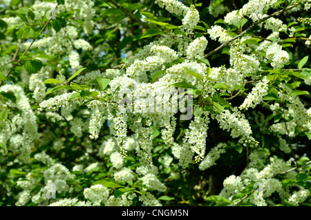 Uccello europeo ciliegio (Prunus padus, Padus avium), rami fioriti, in un giardino. Foto Stock