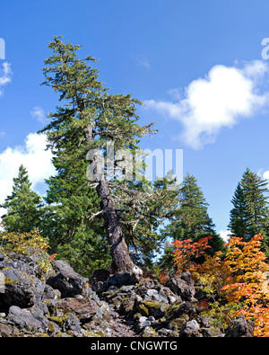 Inclinazione albero che cresce in un flusso di lava sul Proxy Falls Trail. Si tratta di un immagine di cucito. Foto Stock