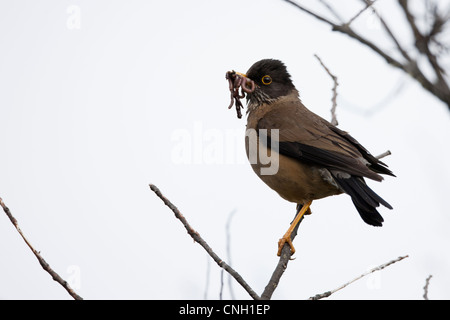 Austral Tordo (Turdus falcklandii magellanicus), Magellan sottospecie di worm per nidiacei Foto Stock