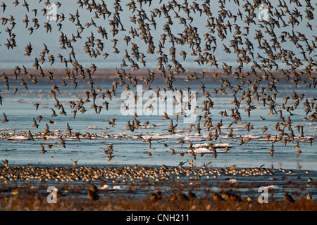 Grandi branchi di nodo e altri trampolieri volare oltre la spiaggia di Snettisham in Norfolk Foto Stock