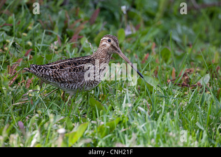 Sud Americana beccaccino (Gallinago paraguaiae magellanica), sottospecie Magellanic Foto Stock