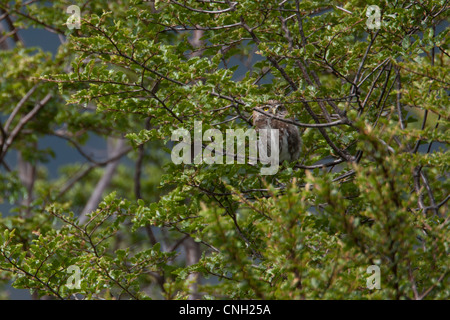 Austral Pygmy-Owl (Glaucidium nanum) a Tierra del Fuego National Park, Argentina. Foto Stock