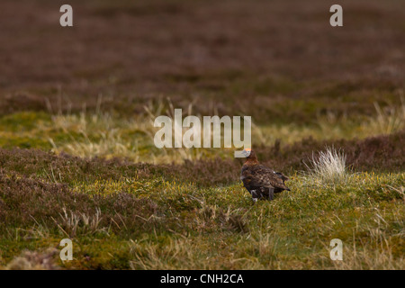 Red Grouse sulla brughiera nei Cairngorms Foto Stock