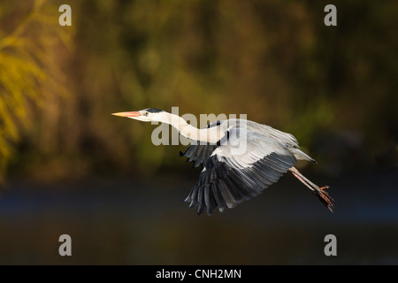 Un Airone cenerino in volo su un lago tree;alberi;il legno Foto Stock
