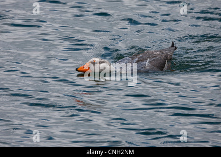 Flightless Steamer-Duck (Tachyeres pteneres), maschio a Tierra del Fuego National Park, Argentina. Foto Stock