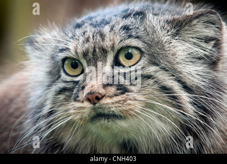 Femmina di gatto pallas (close-up) Foto Stock