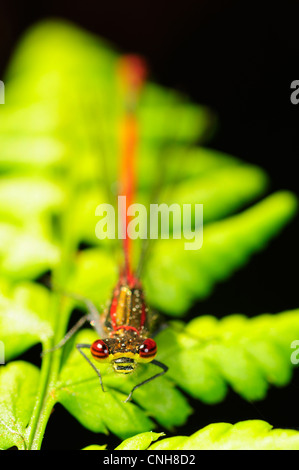 Maschio Rosso Grande Damselfly (Pyrrhosoma nymphula) Foto Stock