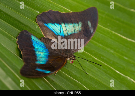 Un adulto nastrare re calzolaio butterfly Foto Stock