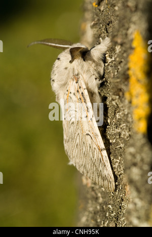 Iberian Puss Moth (Cerura iberica) Foto Stock