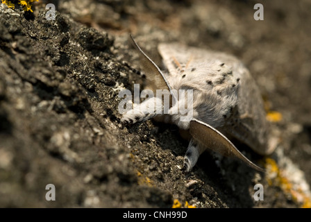 Iberian Puss Moth (Cerura iberica) Foto Stock