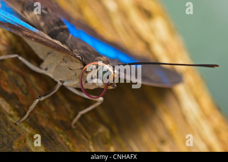 Un adulto nastrare re calzolaio butterfly Foto Stock