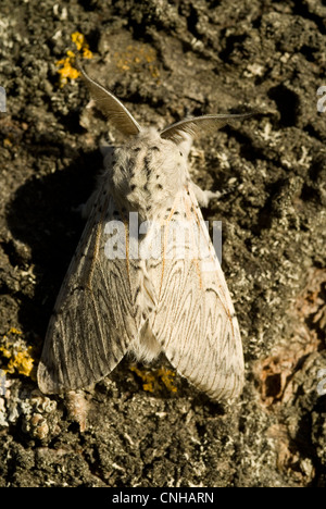 Iberian Puss Moth (Cerura iberica) Foto Stock