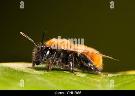 Un allocco mining bee (Andrena fulva) in appoggio su una foglia di edera in un giardino belvedere, kent. Aprile. Foto Stock